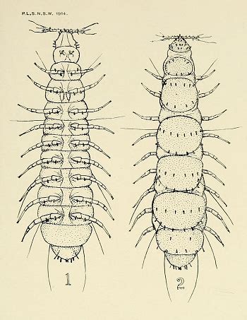 Pauropoda: Life Cycle, Reproduction & Habitat | Study.com