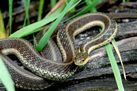 Are garter snakes poisonous to animals ? - 🦉 Hoot Blog