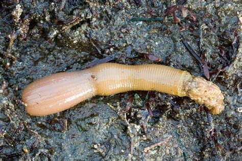 Washington Department of Ecology: Critter of the Month: The cactus worm