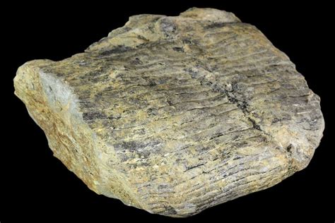 3.2" Pennsylvanian Fossil Calamites (Horsetail) - Alabama For Sale ...