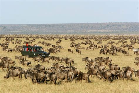 Plan a 2025 Masai Mara Safari | Go2Africa