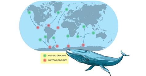 Blue Whale vs. Whale Shark: Comparing Two Giants - A-Z Animals