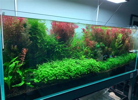 Top 9 Best Planted Aquarium Substrate: The Ultimate Guide - Fish Laboratory