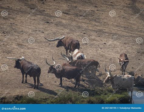 Watusi Cattle is the Bull with the Longest Horns in the World Stock ...