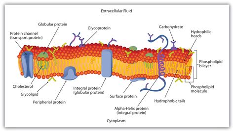 Membranes and Membrane Lipids