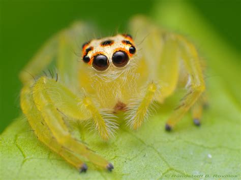 Salticidae | Jumping spiders (Salticidae) are easily disting… | Flickr