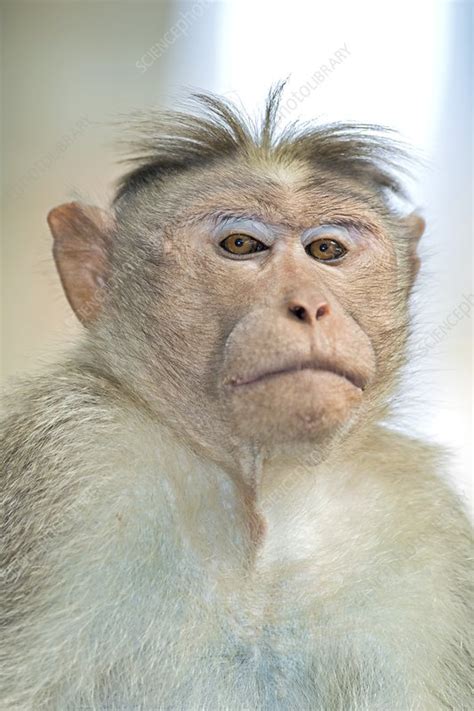 Bonnet macaque - Stock Image - C017/9065 - Science Photo Library