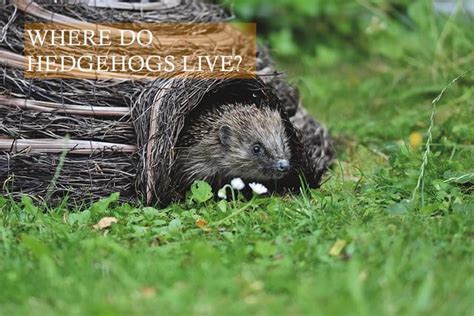 Where Do Hedgehogs Live? | Hedgehog Care 101