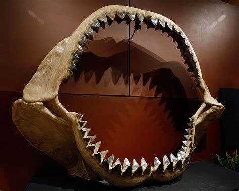 What Newfound Fossils Say About Prehistoric 'Mega-Shark' | Megalodon ...