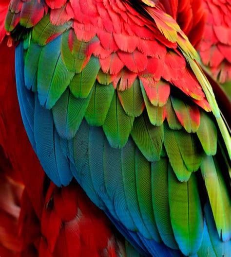 birds and macaws feathers | Macaw feathers, Macaw, Birds