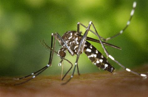 Mosquito-Borne Diseases