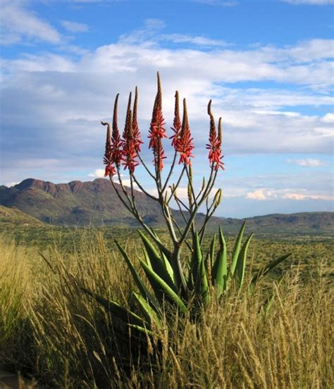 28 best Namibia Plants images on Pinterest | Euphorbia plant, River and ...