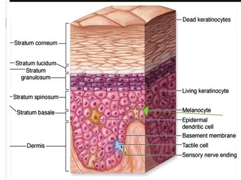 Histology (Skin) - Part 1