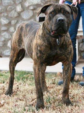 American Bandogge Mastiff ( Bulldog Mastiff Cross) Info, Temperament ...