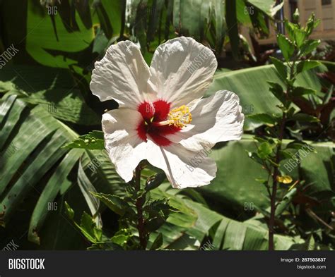 Hawaiian Hibiscus Image & Photo (Free Trial) | Bigstock