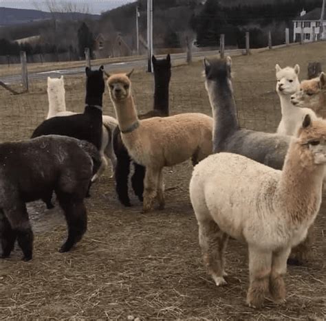 Alpaca Farm ~ What to Know About Raising Alpacas