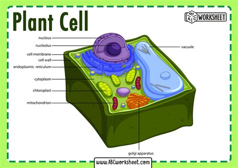 Plant Cell Diagram Worksheet - Printable Word Searches