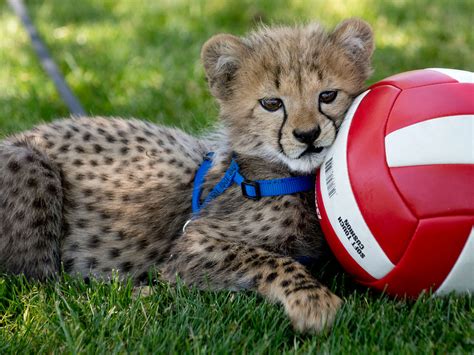 Robin Loznak Photography: Cheetah cubs on the prowl