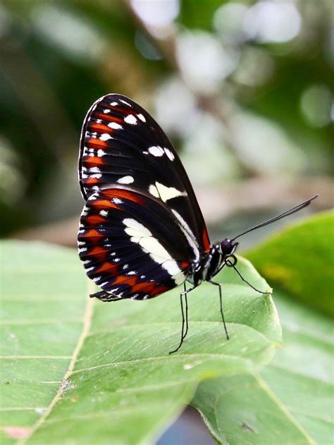 Heliconius atthis (Nymphalidae: Heliconiinae: Heliconiini) | Beautiful ...