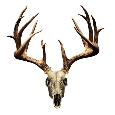 Deer Skull Vector - ClipArt Best