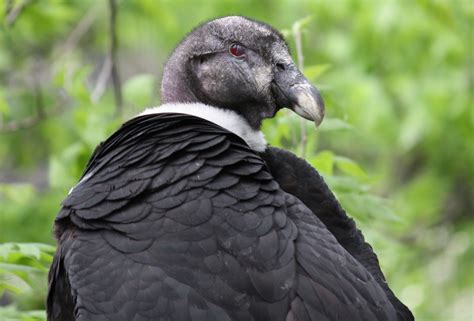 File:Andean Condor 065.jpg - Wikimedia Commons