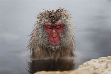 Photos: Japanese Macaque Monkeys Groom Themselves in Hot Spring | TIME