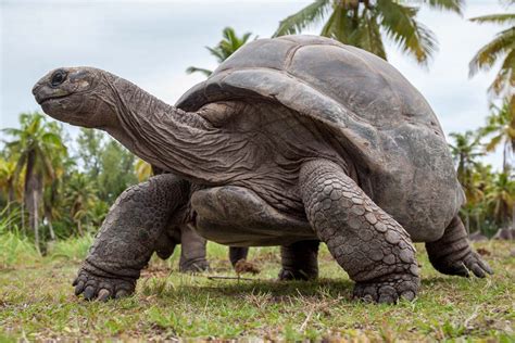 Seychelles Wildlife and Where to Find It | Africa Travel