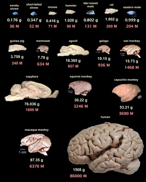 Human Brain Size