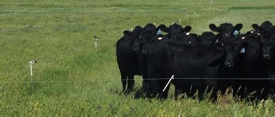 Top 9 ways to reduce beef cattle farming expenses