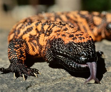 The Gila monster is the only venomous lizard native to the United ...