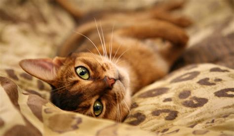 Abyssinian Cat Personality: 5 Things You Need to Know