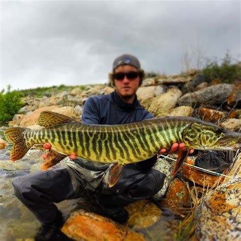 What is a Tiger Muskie? - Flylords Mag