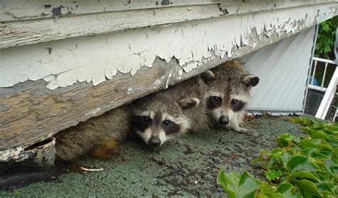 The Danger of Raccoon Droppings For Pets