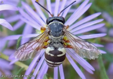 CUCKOO BEE - Fontenelle Forest Nature Search : Fontenelle Forest Nature ...