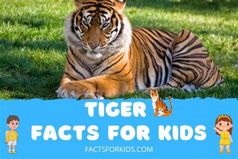 32 Tiger Facts for Kids That Will Make You Go WOW! – Facts For Kids