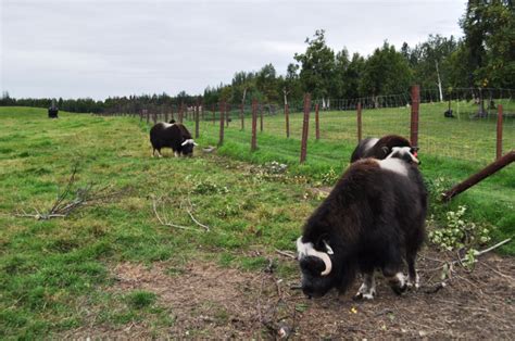 Postcards from Alaska: Wild and Woolly at the Musk Ox Farm in Palmer ...