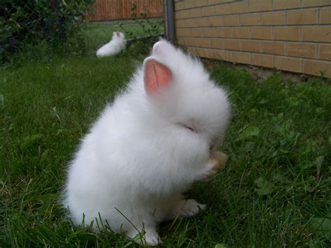 What Breed of Rabbit is The Cutest? 4 Cute Rabbit Breeds