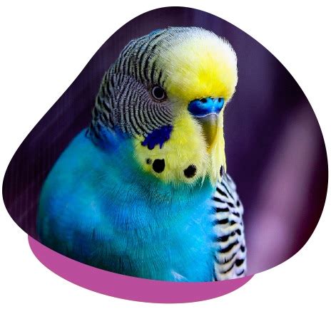 How to Properly Care for Pet Budgies - Unusual Pet Vets