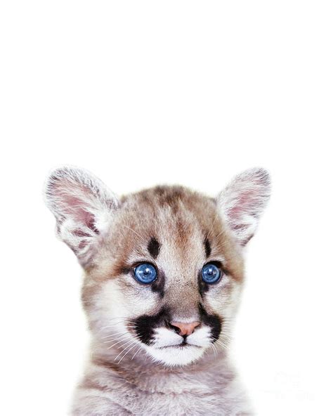 Baby Puma, Cougar Cub, Baby Animals Art Print By Synplus Digital Art by ...