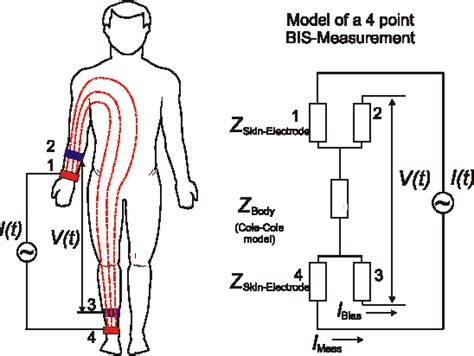 Influence of ambient temperature on whole body and segmental ...