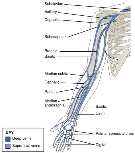 Radial veins - Wikipedia