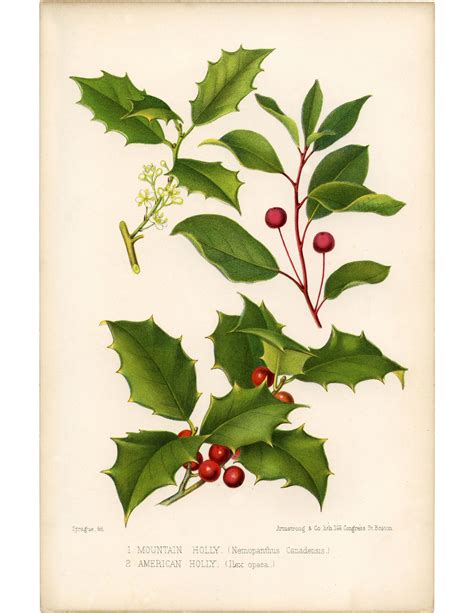 Holly clipart botanical illustration, Holly botanical illustration ...