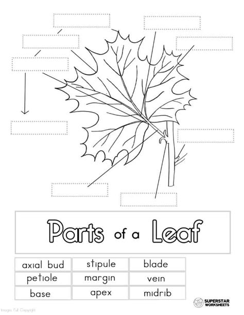 Parts Of Leaf Worksheet