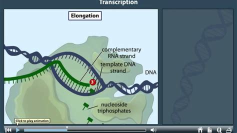 Transcription Animation - YouTube