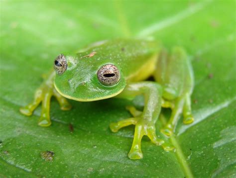 Glass Frog Facts (Diet, Habitat & More) | Cool Kid Facts