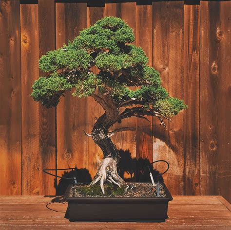 16 Common Bonsai Tree Species to Grow