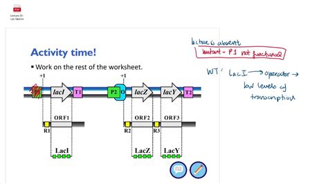 Lac Operon Mutations - YouTube