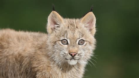 Canadian lynx - Zoo sauvage de Saint-Félicien