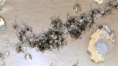 Redback Spider egg sac hatching (AMAZING!) - YouTube