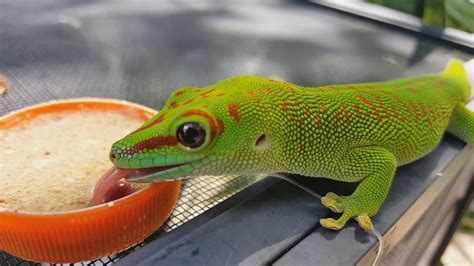 Madagascar Giant Day Gecko Facts and Pictures